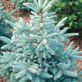 Ель колючая