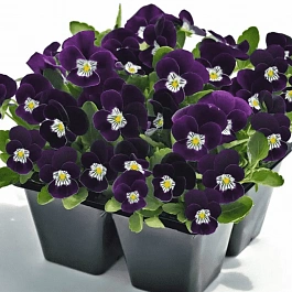 Виола рогатая  Admire Purple White Face