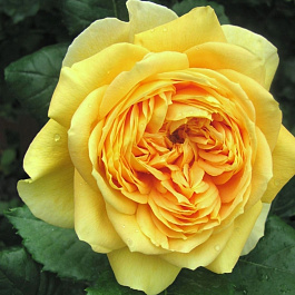 Роза парковая Стронг Йеллоу Роза парковая Стронг Йеллоу