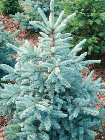 Ель колючая