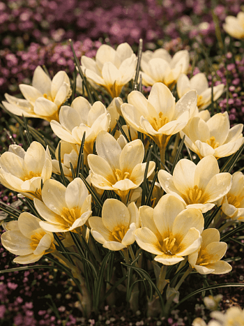 Крокус Ботанический Cream beauty