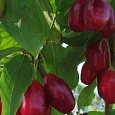 Кизил Плодовый (Дерен мужской)