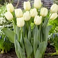 Тюльпан триумф Cheers