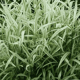 Хасмантиум  River Mist