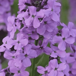 Вечерница Матроны Violet