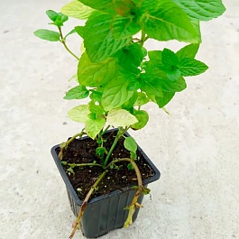 Мята Черри кола