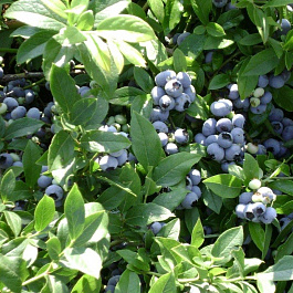 Голубика высокорослая Коллинс Голубика высокорослая Коллинс