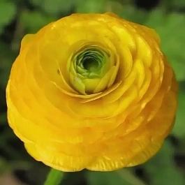 Лютик Flore Pleno