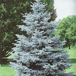 Ель колючая Хупси Ель колючая Хупси