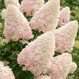 Гортензия метельчатая Little Fraise