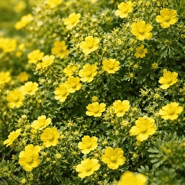 Лапчатка кустарниковая Gigant