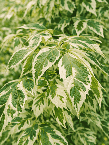 Клен ясенелистный Variegatum