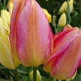 Тюльпан пестролистный Design Impression