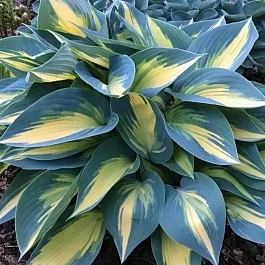 Хоста Magic Island