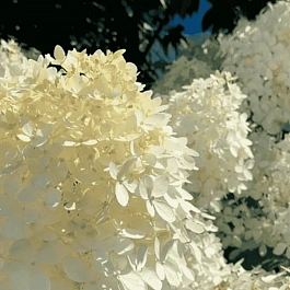 Гортензия метельчатая Selection