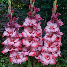 Гладиолус крупноцветковый Грейхаунд