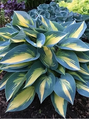 Хоста Magic Island