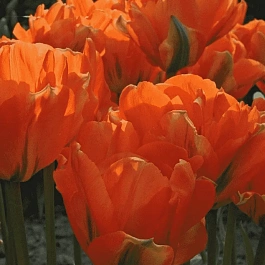 Тюльпан Махровый Disneyland Paris