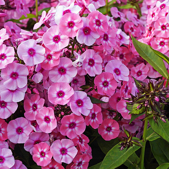 Флокс метельчатый Лариса НАБОР 2ШТ (1+1)