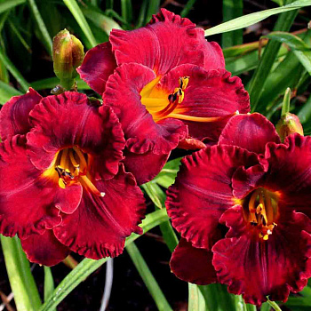 Лилейник гибридный Лил Ред Уэгон НАБОР 2ШТ (1+1)