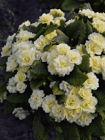 Примула обыкновенная Crem du Tregor