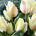 Тюльпан ботанический Albion Star