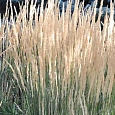 Молиния голубая Overdam