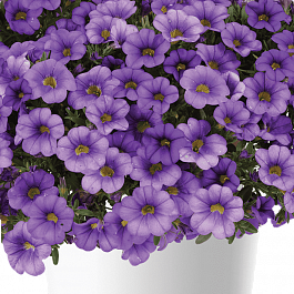Калибрахоа  Cabaret Lavander (кашпо)