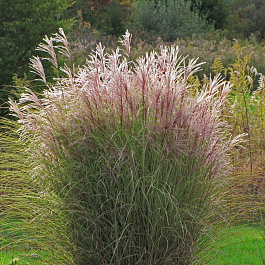 Мискантус китайский Монинг Лайт Мискантус китайский Монинг Лайт