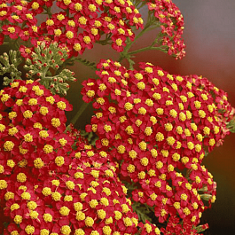 Тысячелистник обыкновенный Paprika