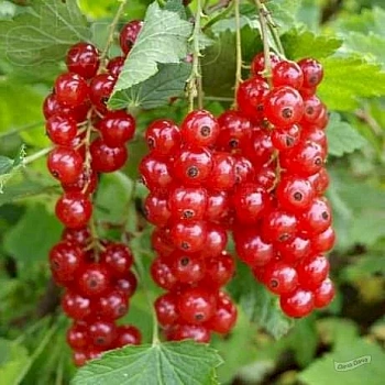Смородина красная Голландская красная