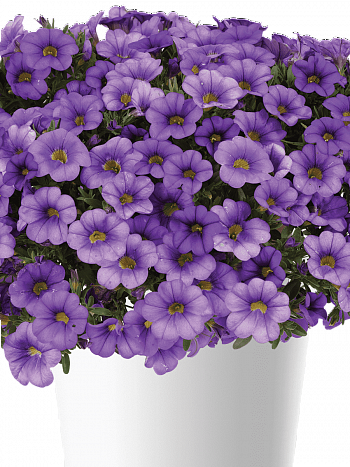 Калибрахоа  Cabaret Lavander (кашпо)