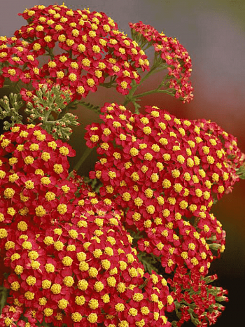 Тысячелистник обыкновенный Paprika