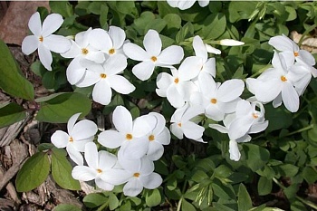 Флокс Столоносный Alba