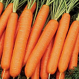 Морковь Нарбонне F1 Морковь Нарбонне F1