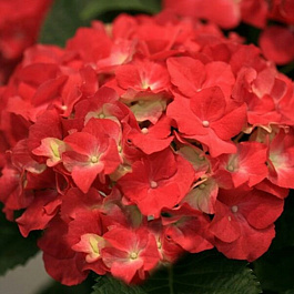 Гортензия крупнолистовая Роял Ред