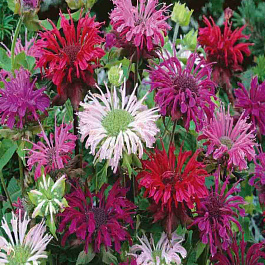 Монарда гибридная смесь окрасов