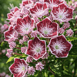 Кальмия широколистная Merlin