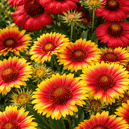 Гайлардия MIX