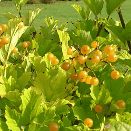 Калина съедобная Xanthocarpum