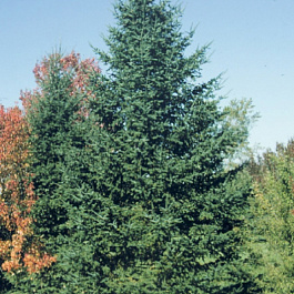 Пихта бальзамическая