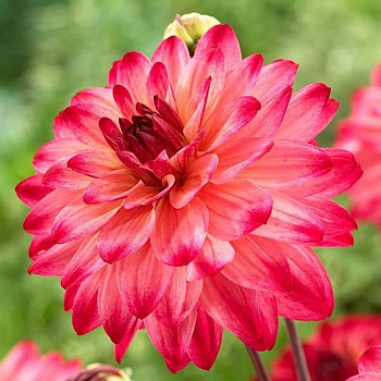 Георгина декоративная Екатерина