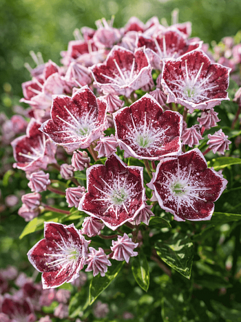 Кальмия широколистная Merlin