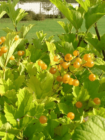 Калина съедобная Xanthocarpum