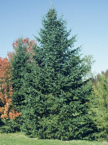 Пихта бальзамическая