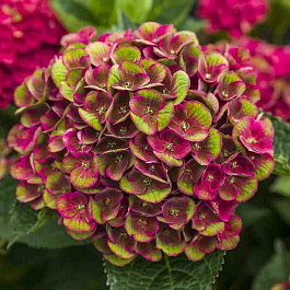 Гортензия крупнолистовая Грюнес Гевелбе