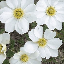 Дриада восьмилепестная