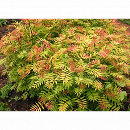 Рябинник рябинолистный Пинк Хопи