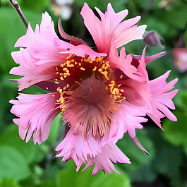 Гравилат (Геум) чилийский Pink Fluffy