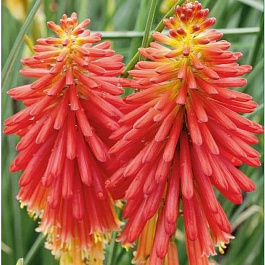 Книфофия гибридная Сафранвогель